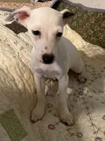 Luna- under 10lbs fully grown, a female Jack Russell Terrier for sale in Camden, SC – Photo 5 of 5