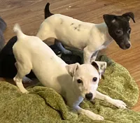 Luna- under 10lbs fully grown, a female Jack Russell Terrier for sale in Camden, SC – Photo 2 of 5