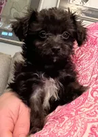 Hairy Paw-ter, a male Yorkipoo for sale in Camden, SC – 2 of 3