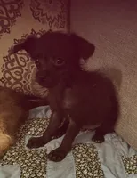 Dumbledore , a male Yorkipoo for sale in Camden, SC – 6 of 6