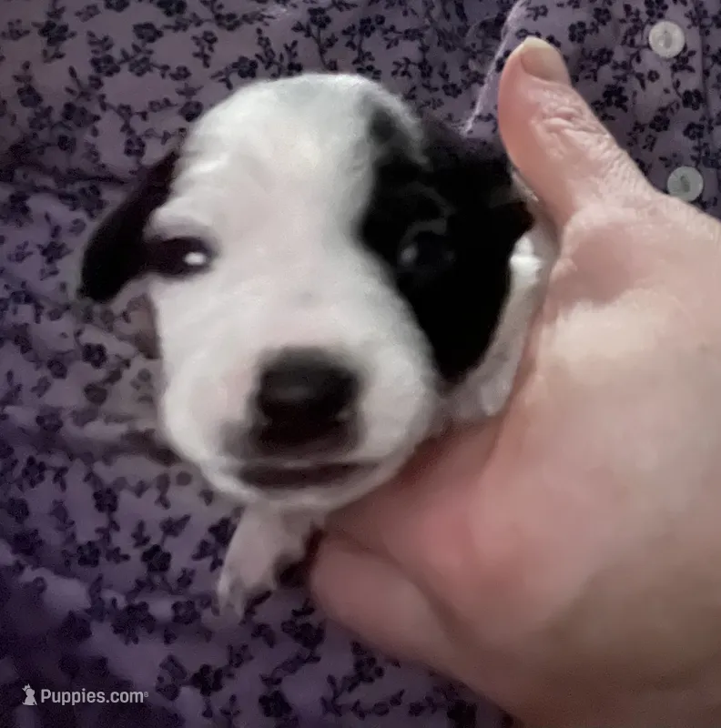 Maggie – Jack Russell Terrier, Parson Russell Terrier puppy for sale in Camden, SC
