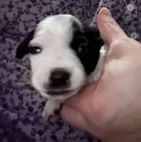 Maggie, a female Jack Russell Terrier and Parson Russell Terrier for sale in Camden, SC – 1 of 4