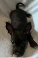 Maisie, a female Chihuahua and Yorkshire Terrier for sale in Camden, SC – 3 of 7