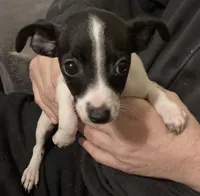 Milo, a male Chorkie for sale in Camden, SC – Photo 4 of 7