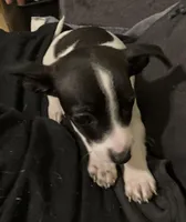 Milo, a male Chorkie for sale in Camden, SC – Photo 6 of 7