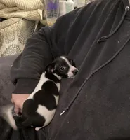 Milo, a male Chorkie for sale in Camden, SC – Photo 5 of 7