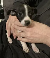 Milo, a male Chorkie for sale in Camden, SC – Photo 3 of 7