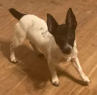 Daisy-well under 10lbs grown!, a female Jack Russell Terrier for sale in Camden, SC – Photo 4 of 8