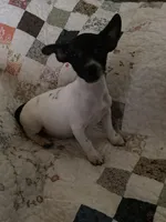 Daisy-well under 10lbs grown!, a female Jack Russell Terrier for sale in Camden, SC – Photo 7 of 8