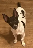 Daisy-well under 10lbs grown!, a female Jack Russell Terrier for sale in Camden, SC – Photo 2 of 8