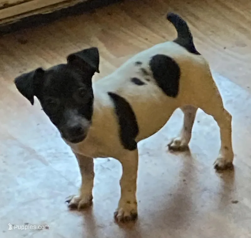 Daisy-well under 10lbs grown!