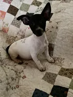 Daisy-well under 10lbs grown!, a female Jack Russell Terrier for sale in Camden, SC – Photo 5 of 8