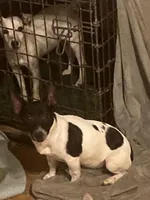 Daisy-well under 10lbs grown!, a female Jack Russell Terrier for sale in Camden, SC – Photo 3 of 8