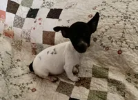 Daisy-well under 10lbs grown!, a female Jack Russell Terrier for sale in Camden, SC – Photo 8 of 8