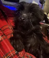 Jasper weight 3.01lb in 3/25/26, a male Yorkshire Terrier and Poodle - Toy  for sale in Camden, SC – Photo 3 of 5