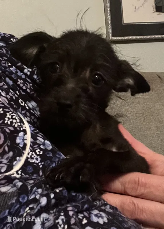 Dumbledore – Yorkipoo puppy for sale in Camden, SC