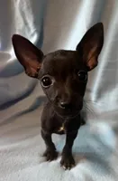 Sirius , a male Chihuahua and Yorkshire Terrier for sale in Camden, SC – 2 of 4