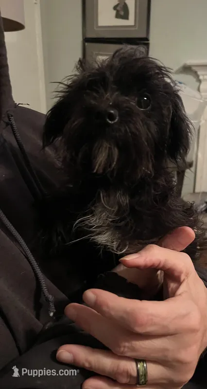 Sirius Black-tiny 5lbs – Yorkipoo puppy for sale in Camden, SC