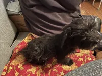 Sirius Black-tiny 5lbs, a male Yorkipoo for sale in Camden, SC – Photo 5 of 5