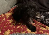 Sirius Black-tiny 5lbs, a male Yorkipoo for sale in Camden, SC – Photo 2 of 5