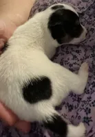 Wishbone, a male Jack Russell Terrier and Parson Russell Terrier for sale in Camden, SC – 4 of 4