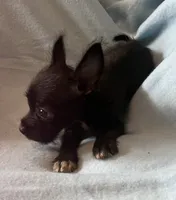 Maisie, a female Chihuahua and Yorkshire Terrier for sale in Camden, SC – 5 of 7