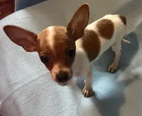 Rebel, a male Chihuahua and Yorkshire Terrier for sale in Camden, SC – 3 of 7