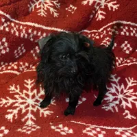 Jasper-teacup-weighs 2lb 12oz, a male Yorkipoo for sale in Camden, SC – Photo 3 of 8