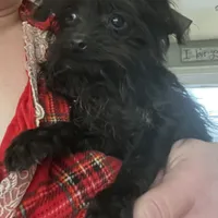 Jasper-teacup-weighs 2lb 12oz, a male Yorkipoo for sale in Camden, SC – Photo 6 of 8