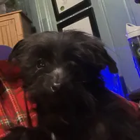 Jasper-teacup-weighs 2lb 12oz, a male Yorkipoo for sale in Camden, SC – Photo 2 of 8