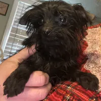Jasper-teacup-weighs 2lb 12oz, a male Yorkipoo for sale in Camden, SC – Photo 5 of 8