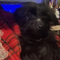 Jasper-teacup-weighs 2lb 12oz, a male Yorkipoo for sale in Camden, SC – Photo 8 of 8