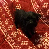 Jasper-teacup-weighs 2lb 12oz, a male Yorkipoo for sale in Camden, SC – Photo 4 of 8