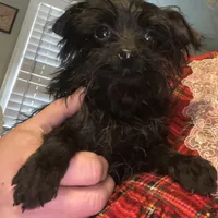 Jasper-teacup-weighs 2lb 12oz, a male Yorkipoo for sale in Camden, SC – Photo 7 of 8