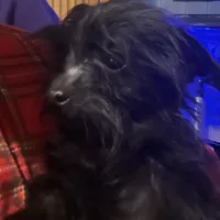 Jasper-teacup-weighs 2lb 12oz, a male Yorkipoo for sale in Camden, SC – Photo 1 of 8