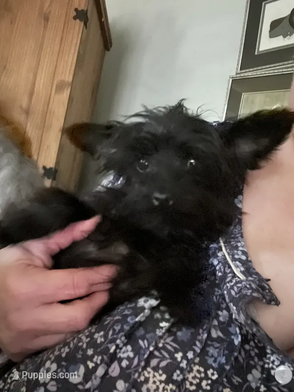Jasper weight 3.01lb in 3/25/26 – Yorkshire Terrier, Poodle - Toy  puppy for sale in Camden, SC