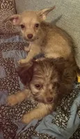 Luna Lovegood , a female Yorkipoo for sale in Camden, SC – 6 of 6