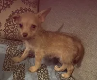 Dobby, a male Yorkshire Terrier and Poodle - Toy  for sale in Camden, SC – 2 of 5