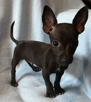 Sirius , a male Chihuahua and Yorkshire Terrier for sale in Camden, SC – 3 of 4