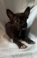 Maisie, a female Chorkie for sale in Camden, SC – 1 of 6
