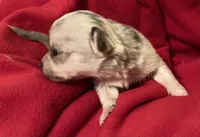 Truffles, a male Chihuahua for sale in Camden, SC – Photo 8 of 10