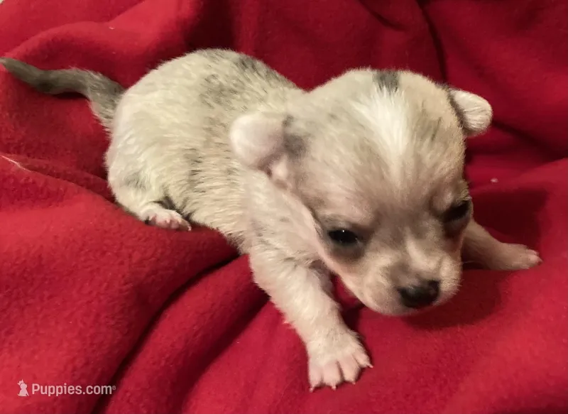 Truffles, a male Chihuahua for sale in Camden, SC – Photo 1 of 10