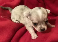 Truffles, a male Chihuahua for sale in Camden, SC – Photo 1 of 10