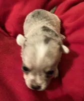 Truffles, a male Chihuahua for sale in Camden, SC – Photo 10 of 10