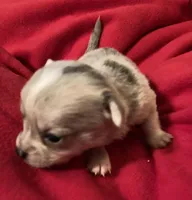 Truffles, a male Chihuahua for sale in Camden, SC – Photo 3 of 10