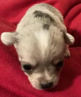 Truffles, a male Chihuahua for sale in Camden, SC – Photo 6 of 10