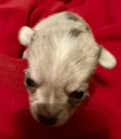 Truffles, a male Chihuahua for sale in Camden, SC – Photo 5 of 10