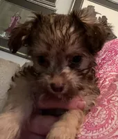 Luna Lovegood , a female Yorkipoo for sale in Camden, SC – 4 of 6