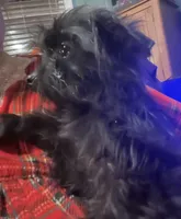 Jasper weight 3.01lbs 3/25/26, a male Yorkipoo for sale in Camden, SC – Photo 5 of 5