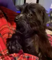 Jasper weight 3.01lbs 3/25/26, a male Yorkipoo for sale in Camden, SC – Photo 4 of 5